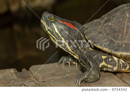 A European pond terrapin 9734342