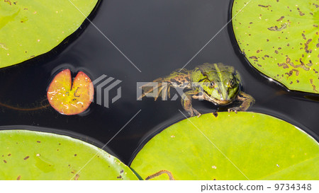 Common Frog (Rana temporaria) Common Frog (Rana temporaria) 9734348
