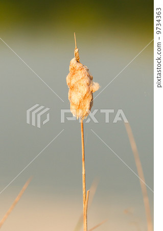 Fluffy, soft seeding Cattail Fluffy, soft seeding Cattail 9734363