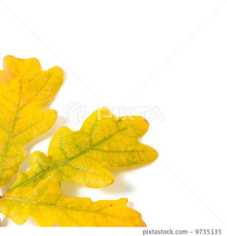Yellow autumn oak leaf Yellow autumn oak leaf 9735135