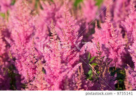 Pink Calluna vulgaris flower Pink Calluna vulgaris flower 9735141