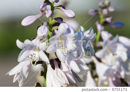 close up of white hosta flowers 9735173