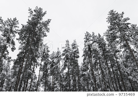 Winter pine forest with snow on trees 9735469