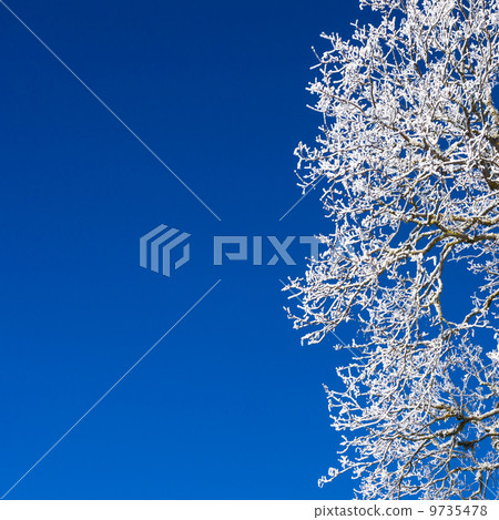 detail of winter tree 9735478