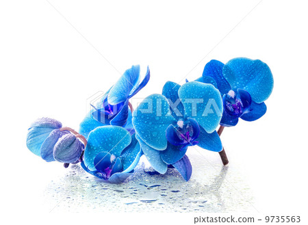 Blue orchid with reflection in water on white background 9735563