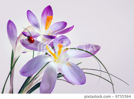 Ladybird on flower crocus 9735564