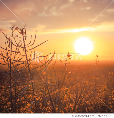 Rural grass on meadow Rural grass on meadow 9735608