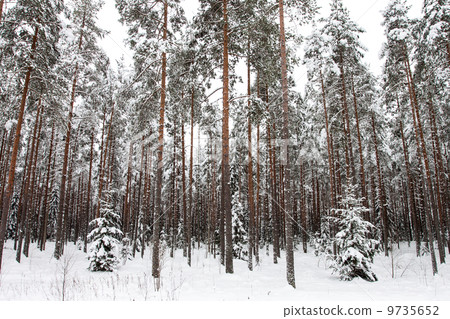 Winter forest 9735652