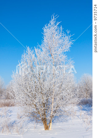 Winter tree in a field with blue sky Winter tree in a field with blue sky 9735714
