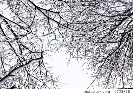 Winter tree conceptual photo Winter tree conceptual photo 9735716