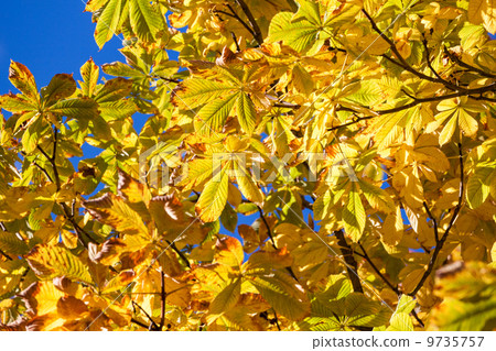 Autumn leaves Autumn leaves 9735757