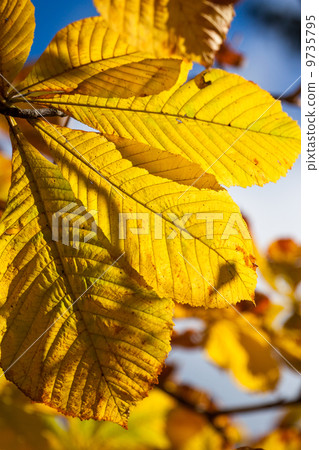 Autumn leaves Autumn leaves 9735795