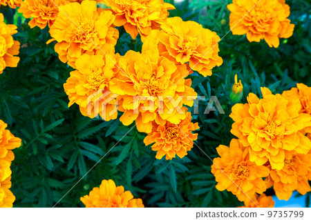 Marigold Marigold 9735799