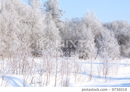 Christmas morning. Snowy winter forest 9736018