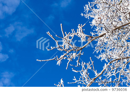 detail of winter tree detail of winter tree 9736036