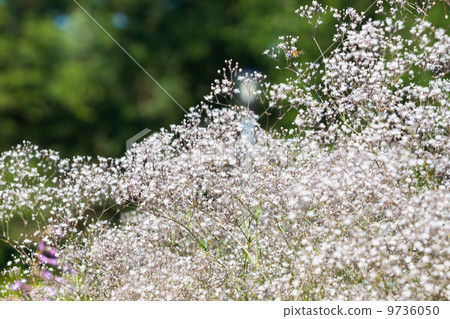 Pretty white flowers blooming in a garden 9736050