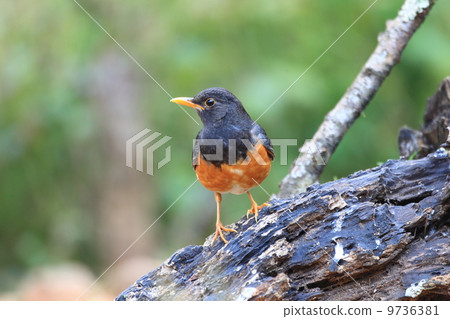 Munagura Akahara 9736381