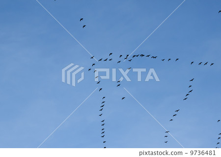 migration of birds 9736481