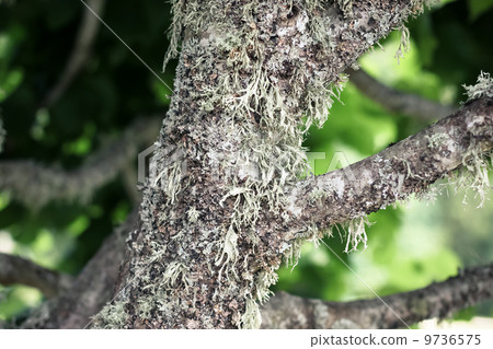 Moss on a tree 9736575