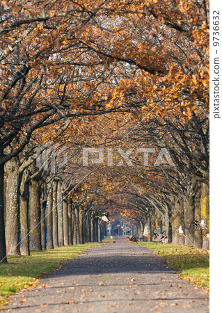 Colorful autumn scenery with ducks 9736632