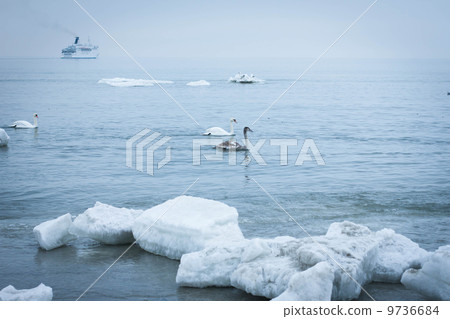 Swans In Winter 9736684