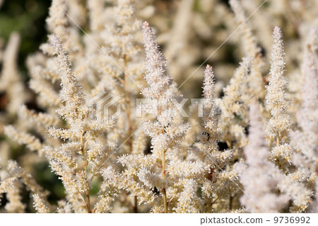 White Astilbe flower 9736992