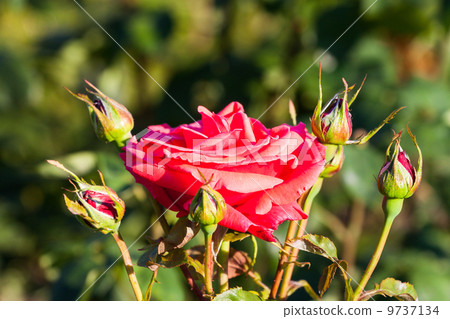 Red Rose on the Branch in the Garden Red Rose on the Branch in the Garden 9737134