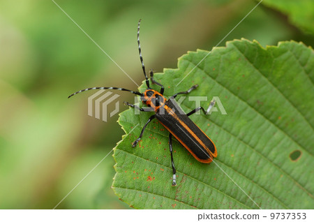 山茶花olculilis 9737353