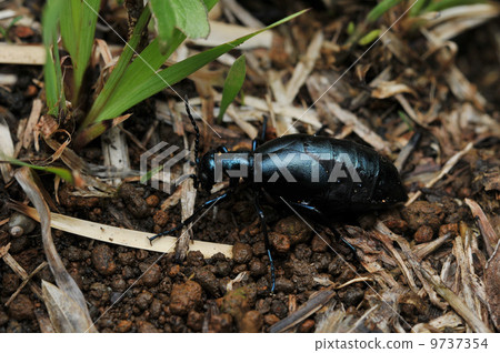 Hime Tsuchimi(女) Hime Tsuchimi(女) 9737354