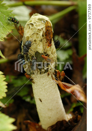 Flies gathered in a kind of turtle flies 9737369