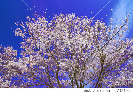 Cherry Blossoms	 9737493