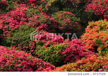 Azalea Azalea 9737589