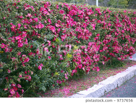 Fence of Sasanqua Fence of Sasanqua 9737656