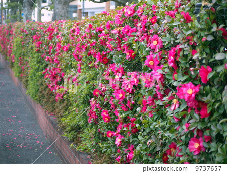 Fence of Sasanqua 9737657