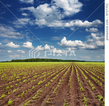 Field with sprouting crops 9737701