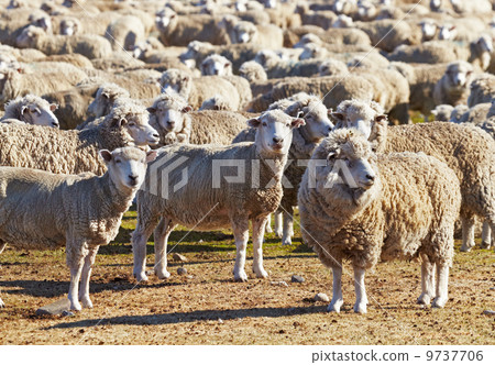 Herd of sheep Herd of sheep 9737706