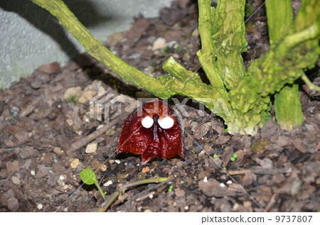 Mysterious flower with eyes 9737807