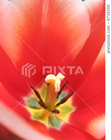 Tulip close-up Tulip close-up 9738300