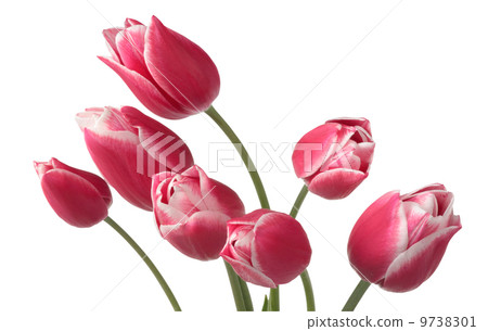 Tulips Tulips 9738301