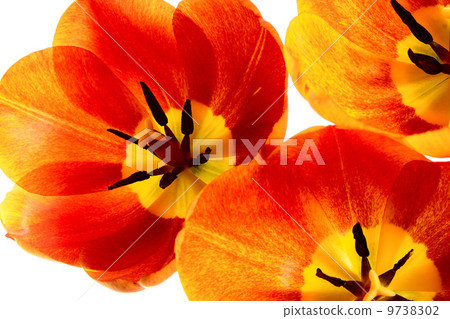 Tulips Tulips 9738302