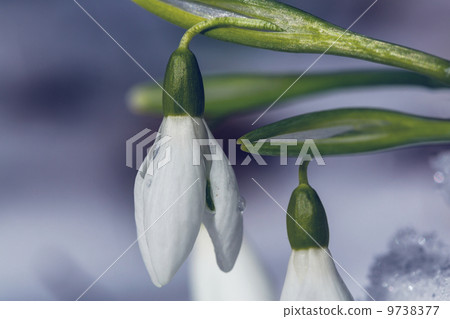 Snowdrops Snowdrops 9738377
