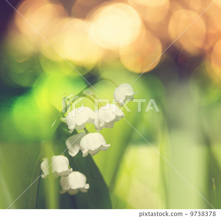 Lilly of the valley Lilly of the valley 9738378