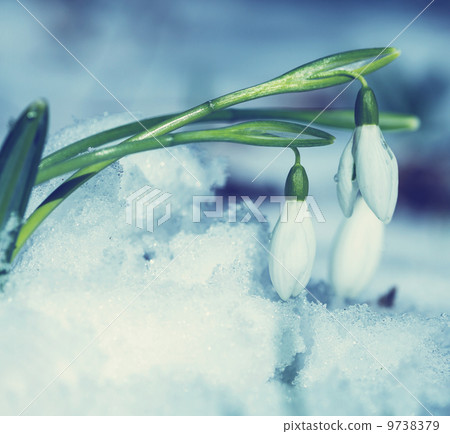 Snowdrops Snowdrops 9738379