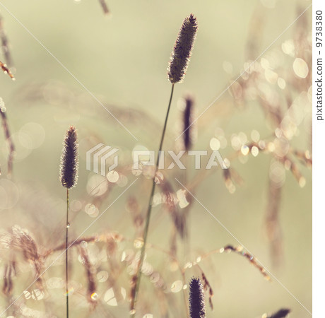 Summer meadow Summer meadow 9738380