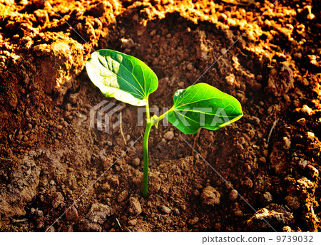 Sapling Sapling 9739032