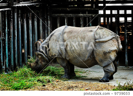 Rhinoceros Rhinoceros 9739033