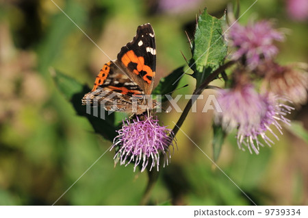 紅海軍上將 紅海軍上將 9739334
