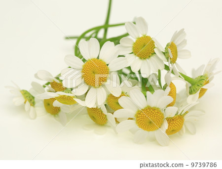 Chamomile Chamomile 9739786