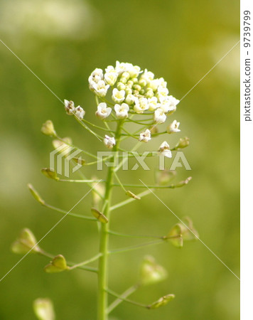 Nazna (seven herbs of spring) Nazna (seven herbs of spring) 9739799