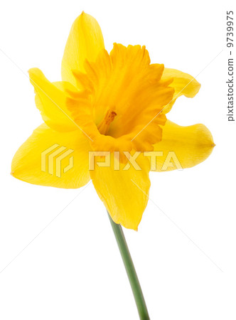 Daffodil flower or narcissus isolated on white background cutout Daffodil flower or narcissus isolated on white background cutout 9739975